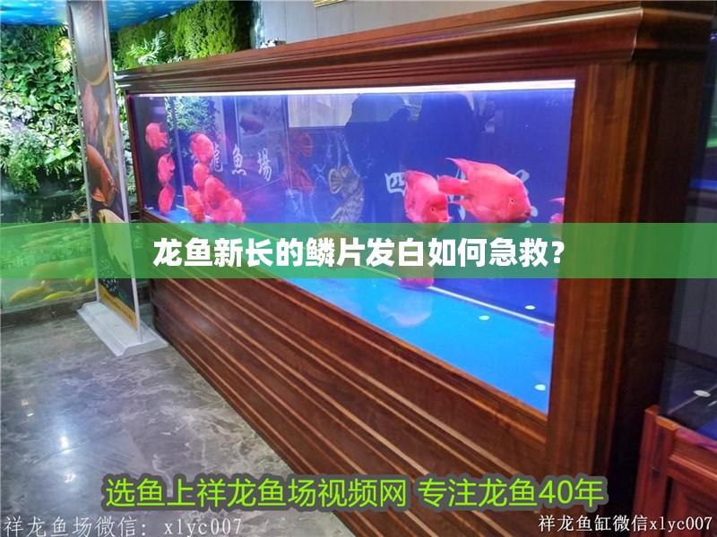 龍魚新長的鱗片發(fā)白如何急救？