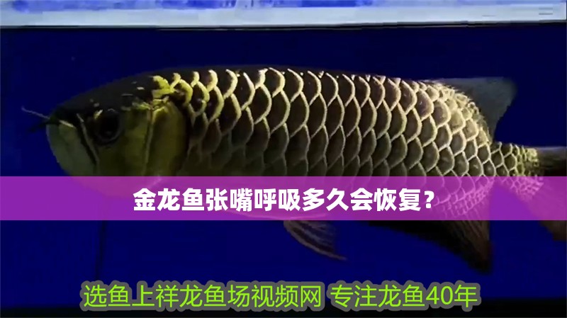 金龍魚張嘴呼吸多久會恢復？