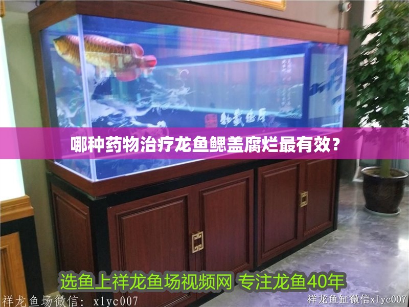 哪種藥物治療龍魚鰓蓋腐爛最有效？