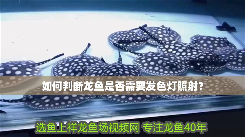 如何判斷龍魚是否需要發色燈照射？