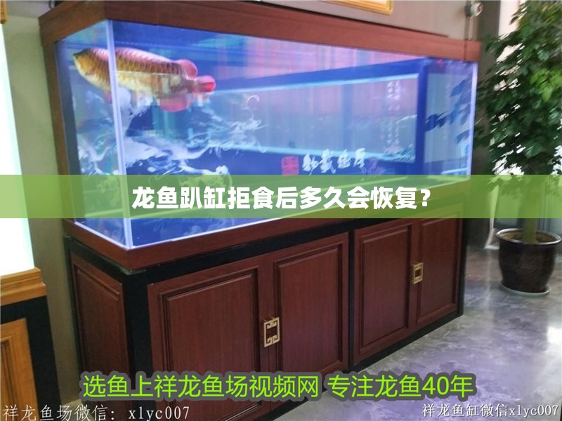 龍魚趴缸拒食后多久會恢復(fù)？