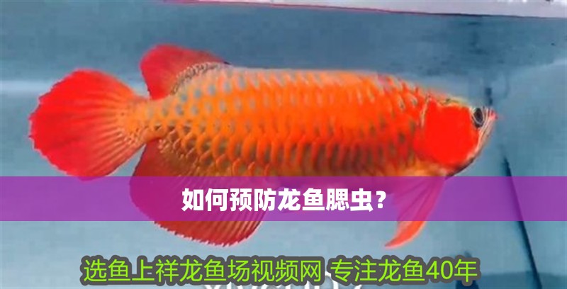 如何預防龍魚腮蟲？