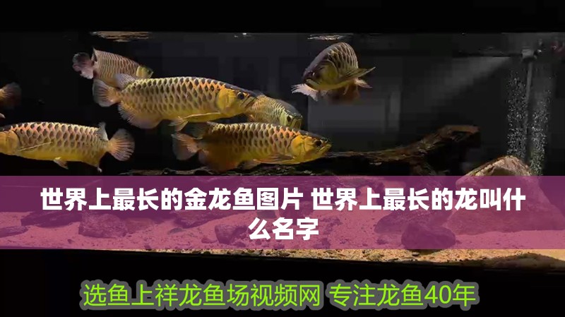世界上最長的金龍魚圖片 世界上最長的龍叫什么名字