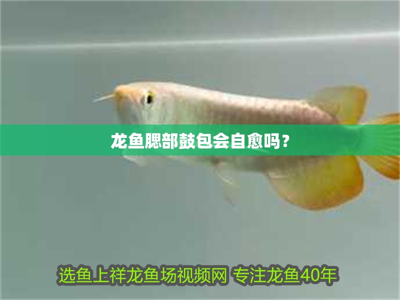 龍魚腮部鼓包會自愈嗎？