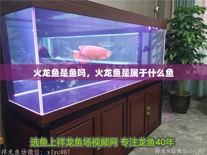 火龍魚是魚嗎，火龍魚是屬于什么魚