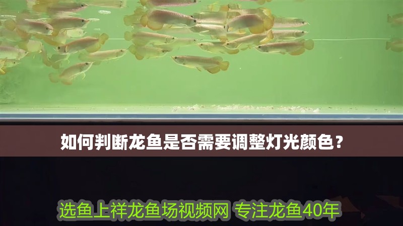 如何判斷龍魚是否需要調(diào)整燈光顏色？