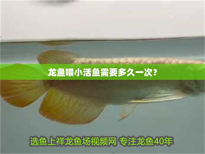 龍魚(yú)喂小活魚(yú)需要多久一次？