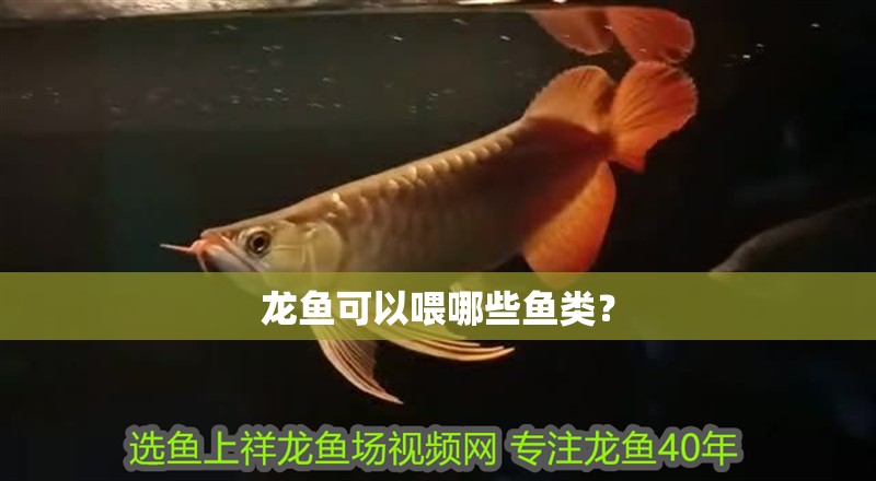 龍魚可以喂哪些魚類？