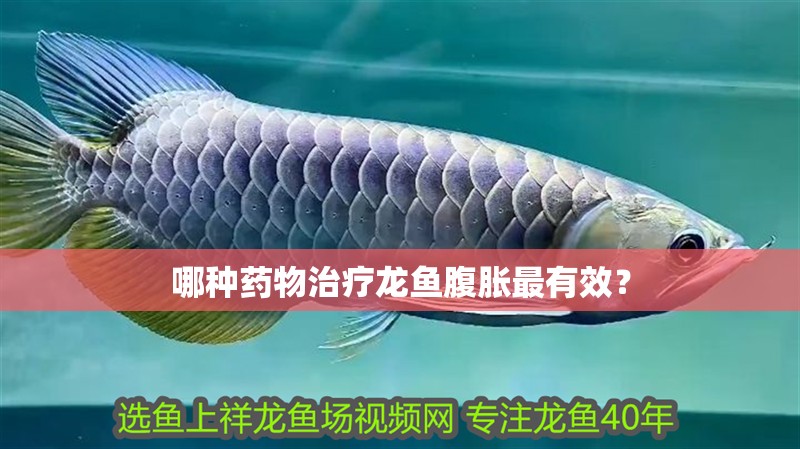 哪種藥物治療龍魚腹脹最有效？