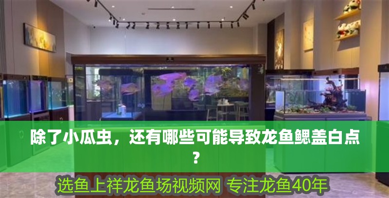 除了小瓜蟲，還有哪些可能導致龍魚鰓蓋白點？