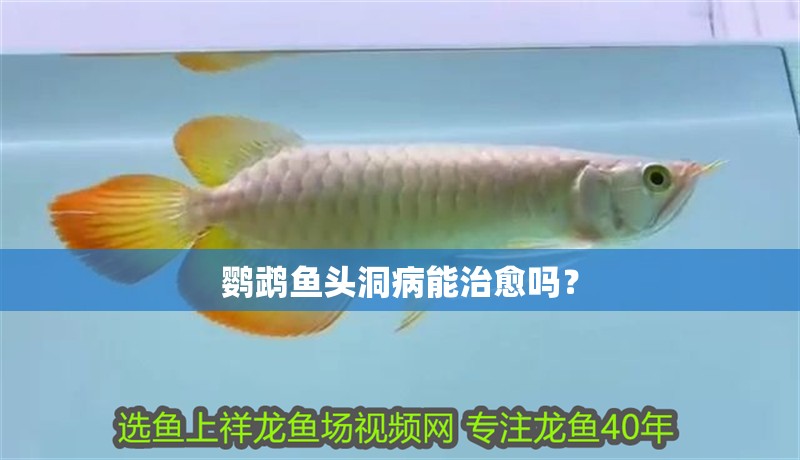 鸚鵡魚頭洞病能治愈嗎？