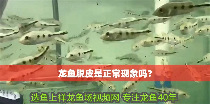 龍魚脫皮是正常現(xiàn)象嗎？