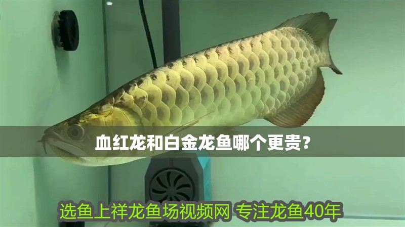 血紅龍和白金龍魚哪個更貴？