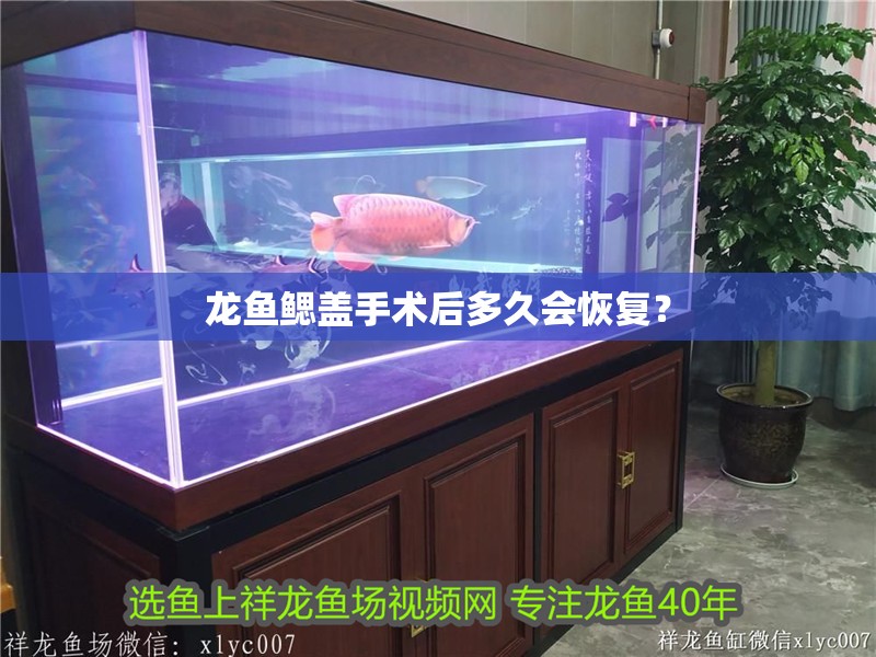 龍魚鰓蓋手術(shù)后多久會恢復(fù)？