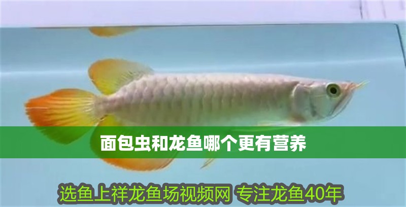 面包蟲和龍魚哪個更有營養