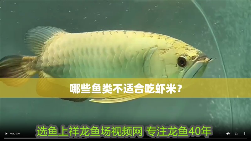 哪些魚類不適合吃蝦米？