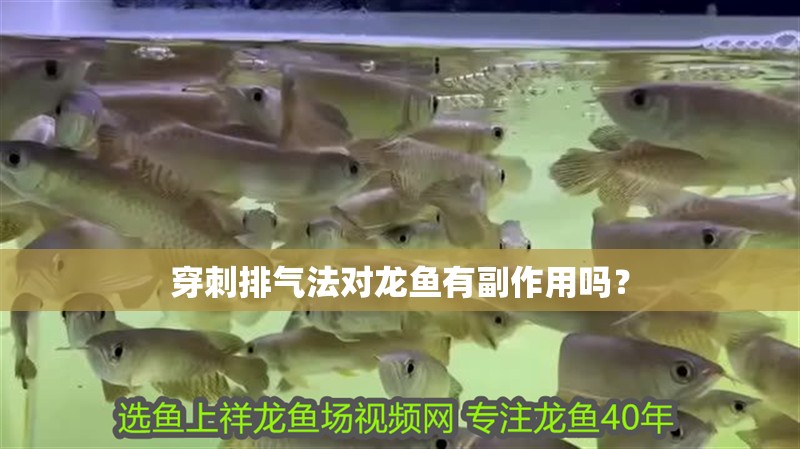 穿刺排氣法對(duì)龍魚有副作用嗎？