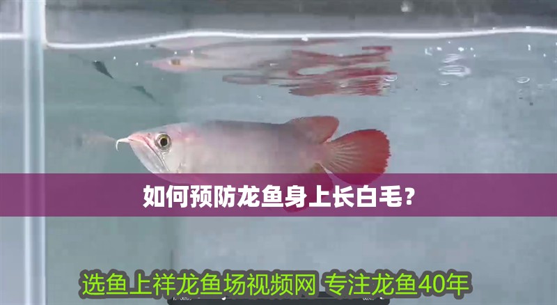 如何預防龍魚身上長白毛？