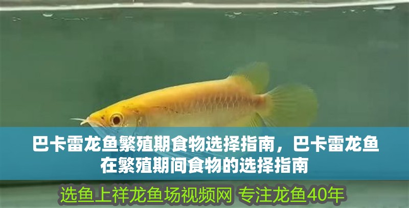 巴卡雷龍魚繁殖期食物選擇指南，巴卡雷龍魚在繁殖期間食物的選擇指南