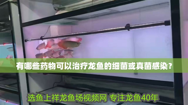 有哪些藥物可以治療龍魚的細菌或真菌感染？