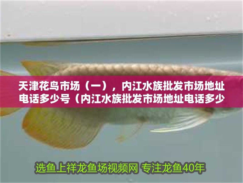 天津花鳥市場（一），內江水族批發市場地址電話多少號（內江水族批發市場地址電話多少號）