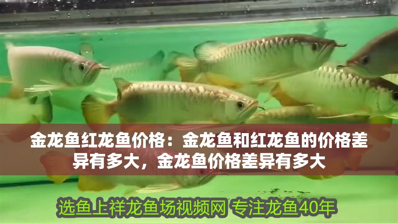 金龍魚紅龍魚價格：金龍魚和紅龍魚的價格差異有多大，金龍魚價格差異有多大