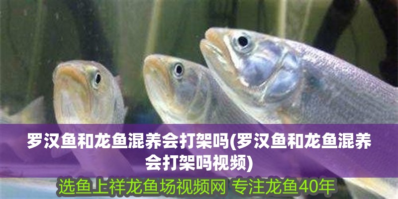 羅漢魚和龍魚混養會打架嗎(羅漢魚和龍魚混養會打架嗎視頻)