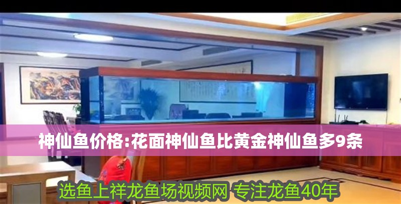 神仙魚價格:花面神仙魚比黃金神仙魚多9條