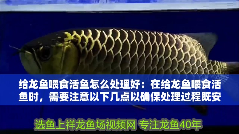 給龍魚喂食活魚怎么處理好：在給龍魚喂食活魚時，需要注意以下幾點以確保處理過程既安全又有效
