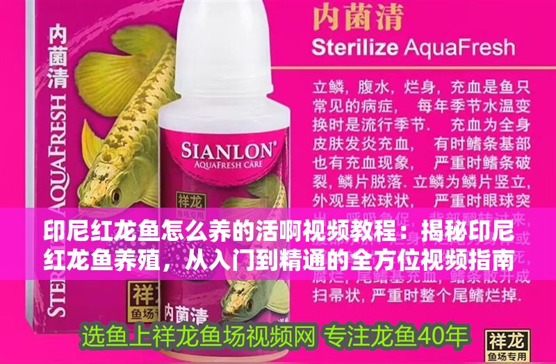 印尼紅龍魚怎么養(yǎng)的活啊視頻教程：揭秘印尼紅龍魚養(yǎng)殖，從入門到精通的全方位視頻指南