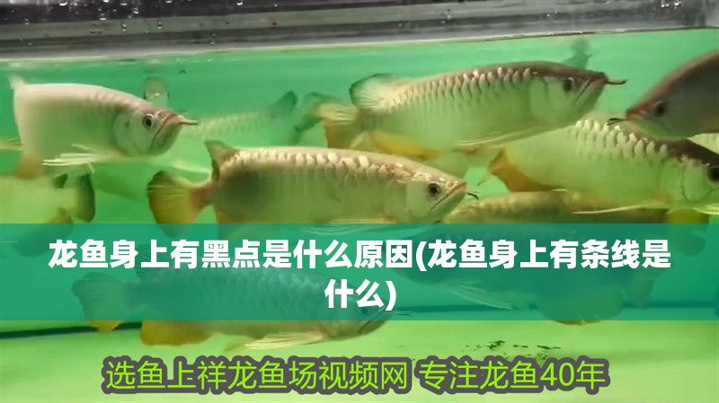 龍魚身上有黑點是什么原因(龍魚身上有條線是什么)