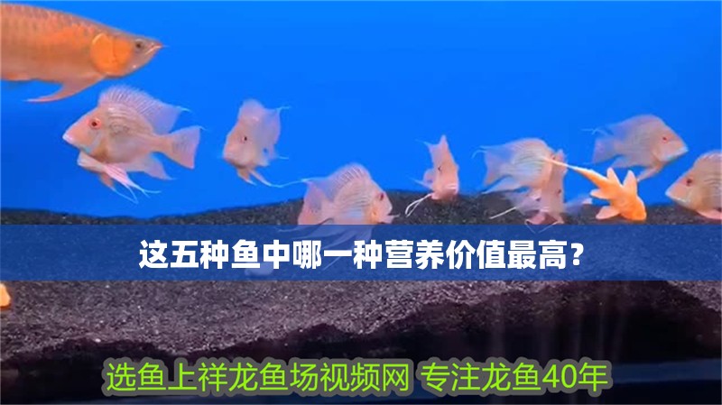這五種魚中哪一種營養(yǎng)價(jià)值最高？