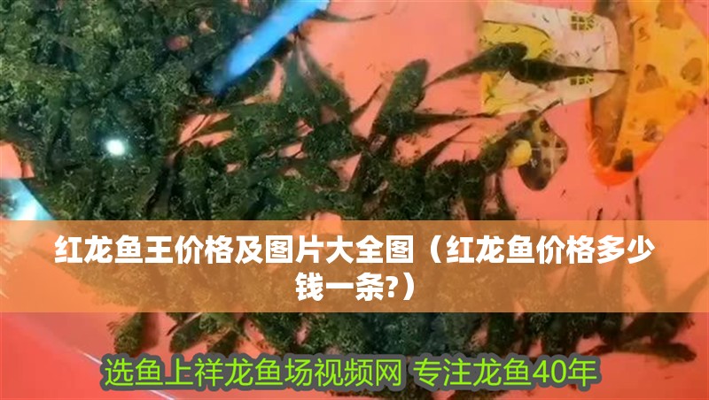 紅龍魚王價(jià)格及圖片大全圖（紅龍魚價(jià)格多少錢一條?）
