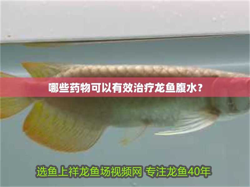 哪些藥物可以有效治療龍魚腹水？