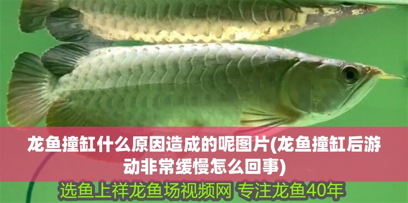 龍魚撞缸什么原因造成的呢圖片(龍魚撞缸后游動非常緩慢怎么回事)