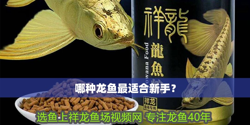 哪種龍魚最適合新手？