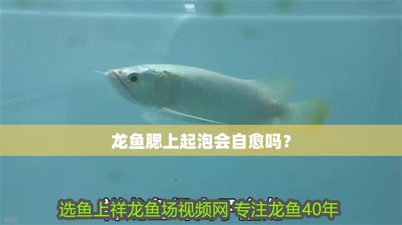 龍魚腮上起泡會自愈嗎？