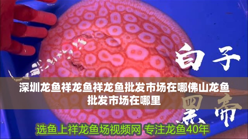 深圳龍魚祥龍魚祥龍魚批發市場在哪佛山龍魚批發市場在哪里