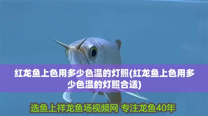 紅龍魚上色用多少色溫的燈照(紅龍魚上色用多少色溫的燈照合適)