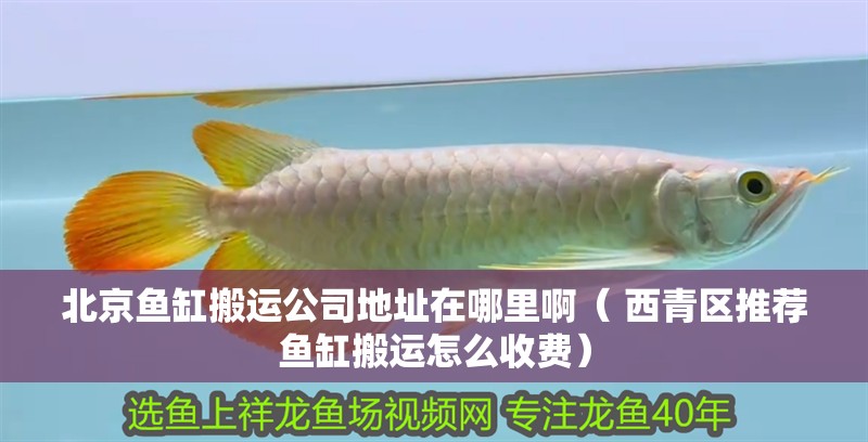 北京魚缸搬運公司地址在哪里啊（ 西青區推薦魚缸搬運怎么收費）