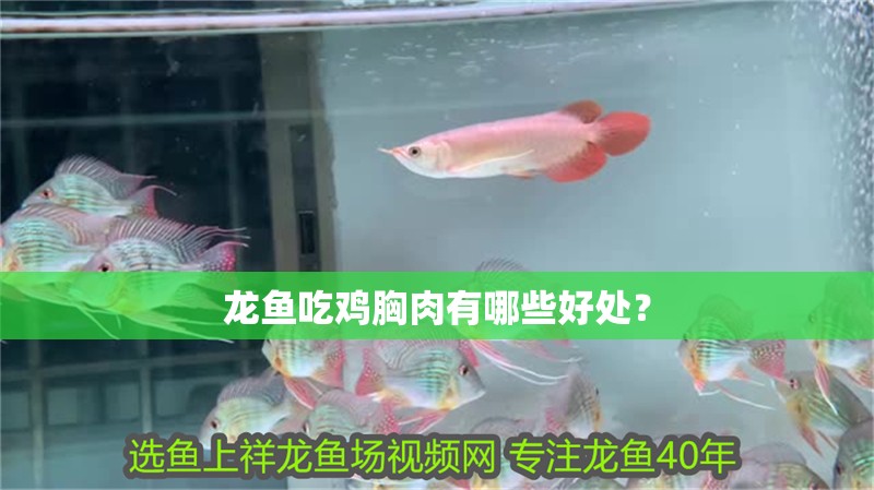 龍魚吃雞胸肉有哪些好處？