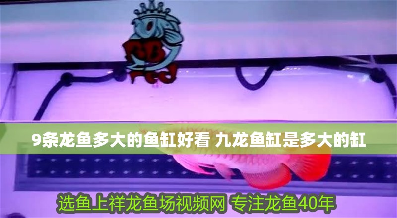 9條龍魚多大的魚缸好看 九龍魚缸是多大的缸