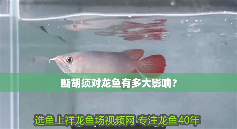 斷胡須對龍魚有多大影響？