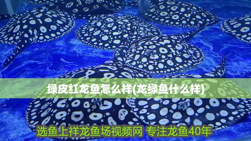 綠皮紅龍魚怎么樣(龍綠魚什么樣)
