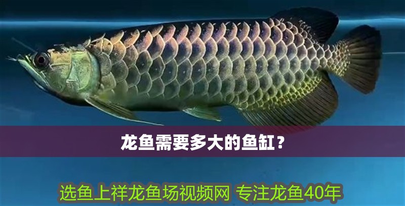 龍魚需要多大的魚缸？