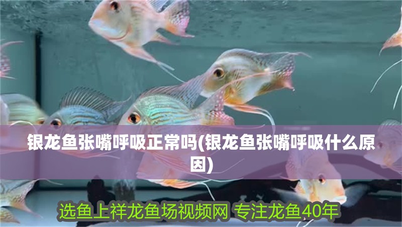 銀龍魚張嘴呼吸正常嗎(銀龍魚張嘴呼吸什么原因)
