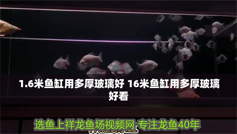 1.6米魚缸用多厚玻璃好 16米魚缸用多厚玻璃好看