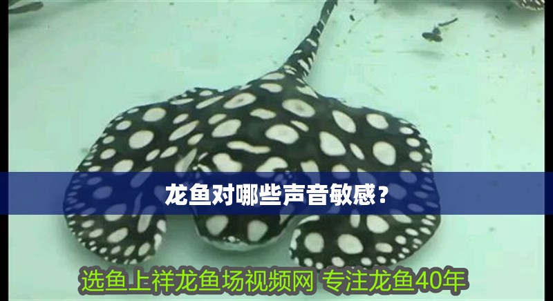 龍魚對哪些聲音敏感？