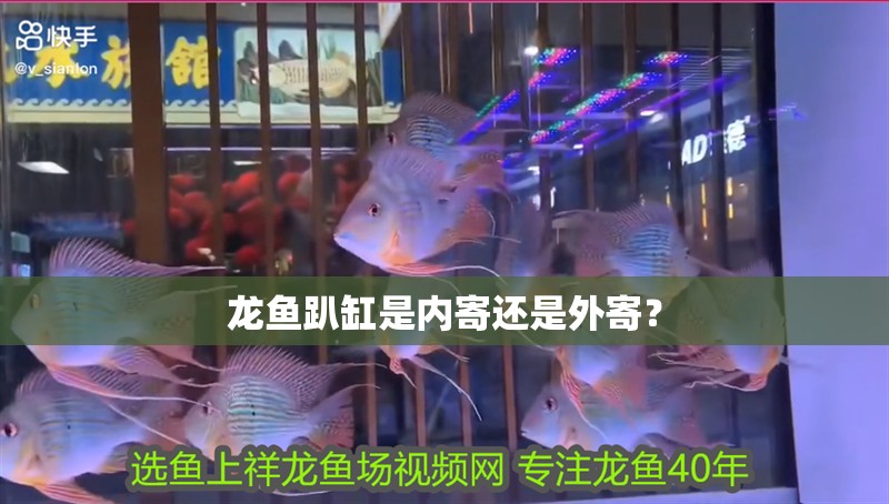 龍魚趴缸是內寄還是外寄？