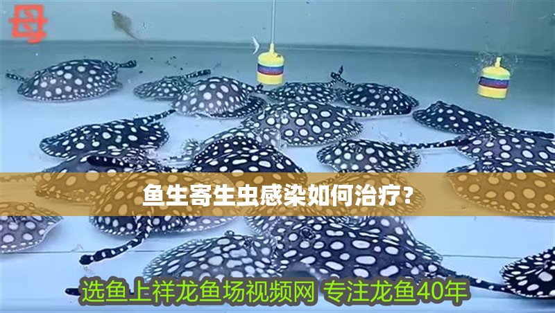 魚生寄生蟲感染如何治療？